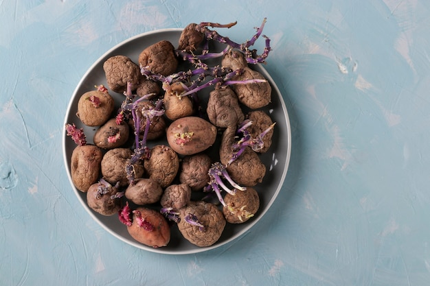 Patatas germinadas feo en un plato sobre un fondo azul claro, espacio de copia, orientación horizontal