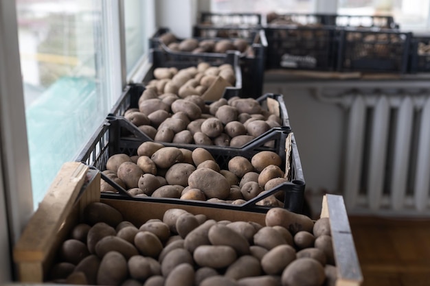 Las patatas germinadas para plantar se encuentran en una caja de plástico negra. Tema agrícola