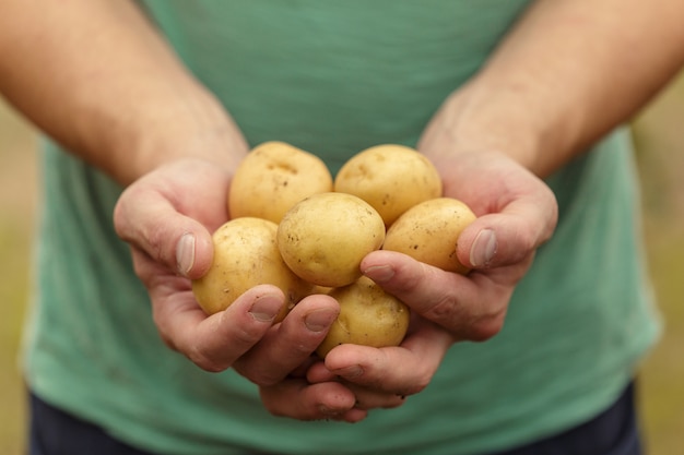 Foto patatas en manos en el suelo