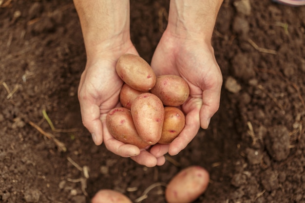 Patatas en manos en el suelo