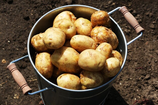 Patatas nuevas en cubo de metal en el jardín