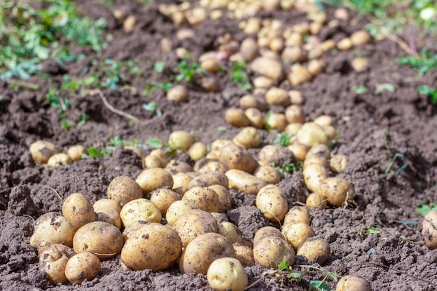 Patatas orgánicas frescas en el campoCosecha