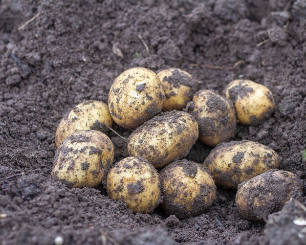 Patatas orgánicas frescas en el campoPatatas sucias desenterradas en el sueloCultivo fresco