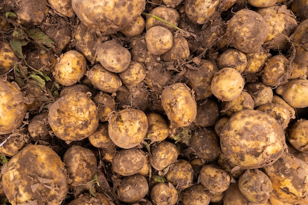 Patatas orgánicas frescas como telón de fondo para temas de comida. Las papas son ricas en carbohidratos vegetales, buenos para los músculos y una dieta saludable.