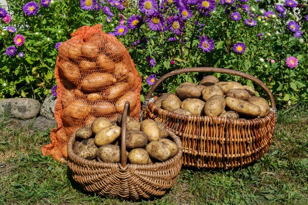 Patatas orgánicas frescas, cosecha.