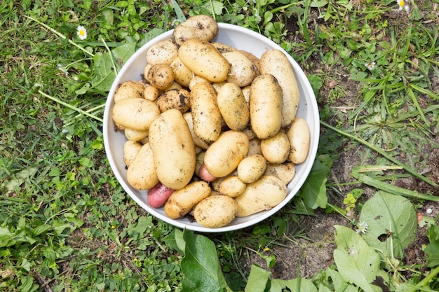 Patatas orgánicas frescas de jardinería en el campo