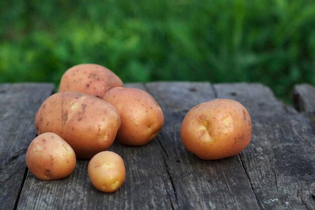 Patatas orgánicas frescas sobre una mesa de madera en el jardín de verano al aire libre