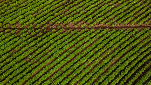 Patatas de plantación. Cultivo de papa, Caldas, Boyacá.