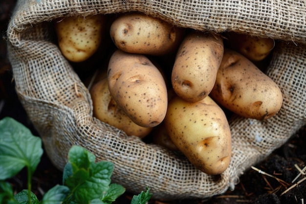 Patatas recién cosechadas en una bolsa de yute Un delicioso alimento vegetal para los amantes de la comida vegetariana