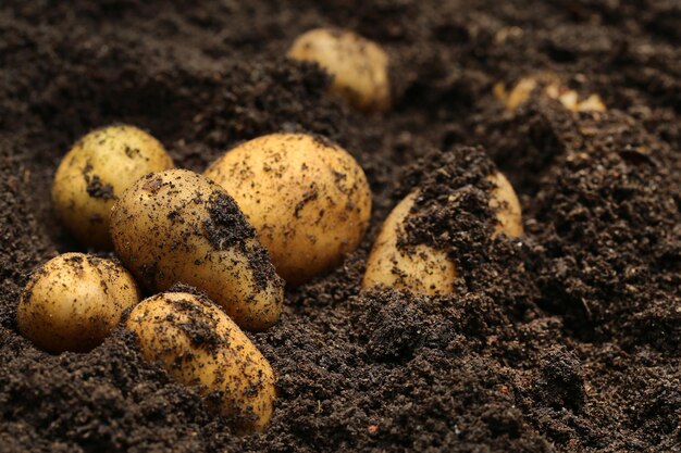 Patatas recién cosechadas en suelo