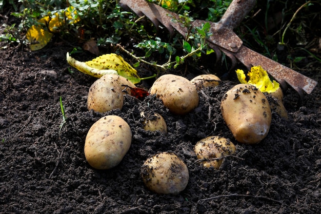 Patatas recién cosechadas en suelo