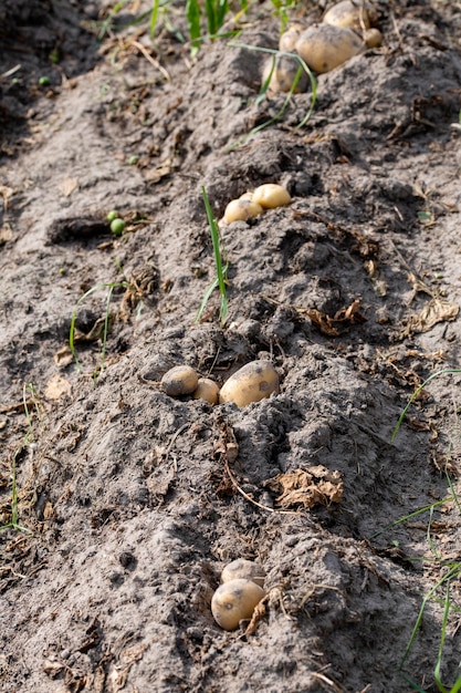 Patatas recién excavadas en un campo agrícola en el primer plano del suelo en el concepto de cultivo de alimentos