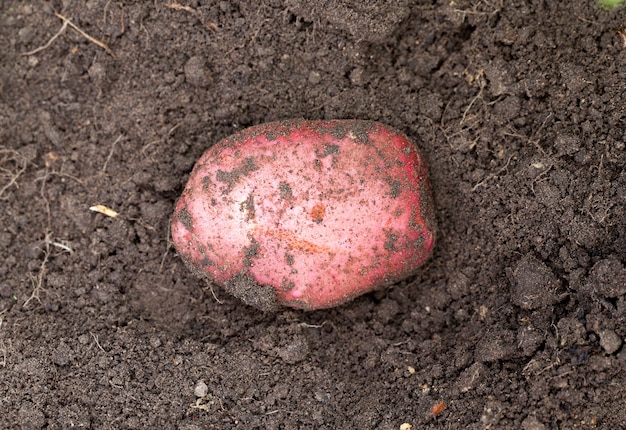 patatas rojas, para una cosecha temprana rápida