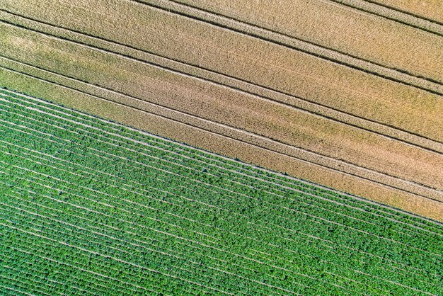 Patatas y trigo en un campo en el departamento francés de Bas-Rhin.