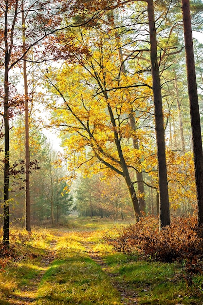 Pathwith bosque durante el otoño en un día soleado