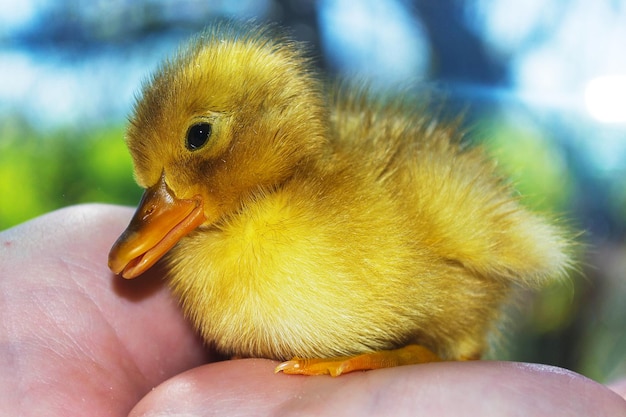 Patinho amarelo em mãos humanas. O símbolo da primavera.