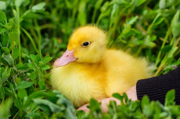 Patinho fofo amarelo bonito sentado na grama recém-nascido patinhos amarelos animais de fazenda