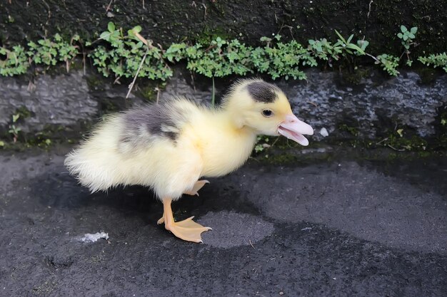 Patinho fofo pato bebê fofo