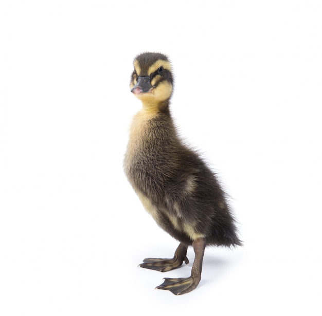 Patinho fofo recém-nascido pequeno bonito. Um jovem pato isolado