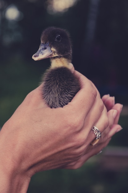 Foto patinho preto nas mãos femininas