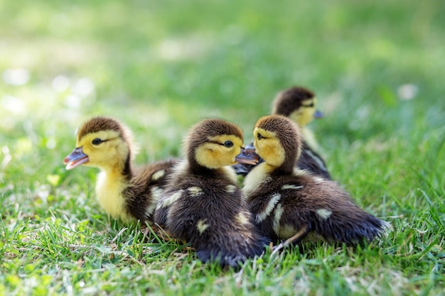 Foto patinhos andam na grama o conceito de fazenda de animais de estimação