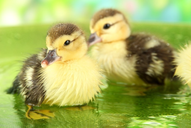 Patinhos fofos nadando na vegetação desfocada