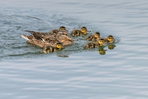 Patinhos nadando, pato-real bebês na superfície da água