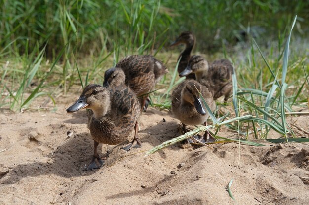 Patinhos saíram de um riacho coberto de grama para comer.