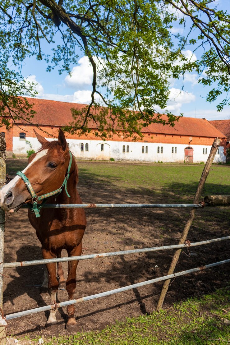 Foto patio de caballos en el pueblo. caballo pelirrojo en un establo con jinete, primer plano