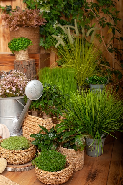 Patio de una casa de madera con plantas de interior en macetas y regadera. Herramientas de jardín. Las plantas jóvenes que crecen en el jardín. Cultivo de plantas en macetas.