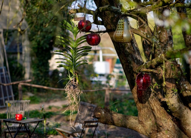 Pátio com uma árvore decorada com lanternas e uma orquídea