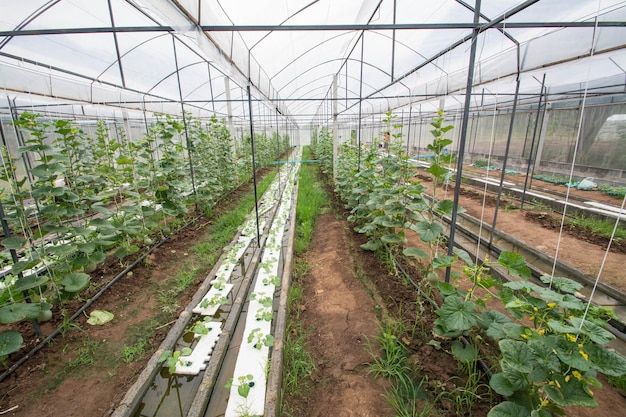 Patio de cultivo de melón en Tailandia