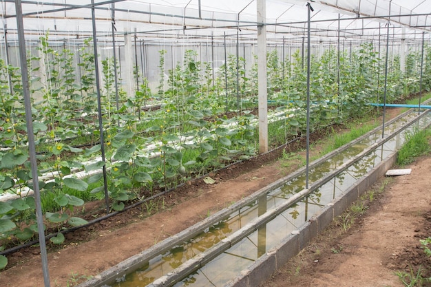 Patio de cultivo de melón en Tailandia