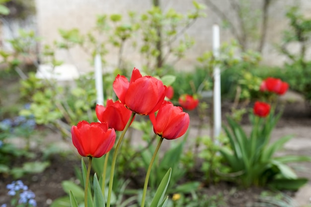 Patio delantero con tulipanes rojos de flores de primavera