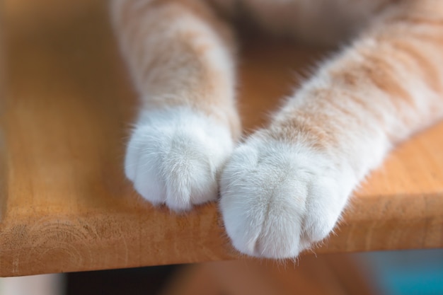 Foto las patitas del gatito se ven lindas.