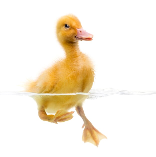 Patito (7 días) nadando, aislado en blanco