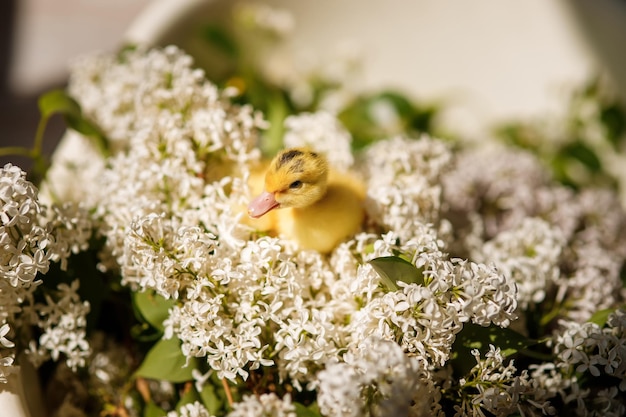 Patito amarillo en flores de lila blanca