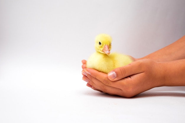 Patito amarillo joven en manos de niño bronceado negro sobre blanco. Manos femeninas con patitos lindos