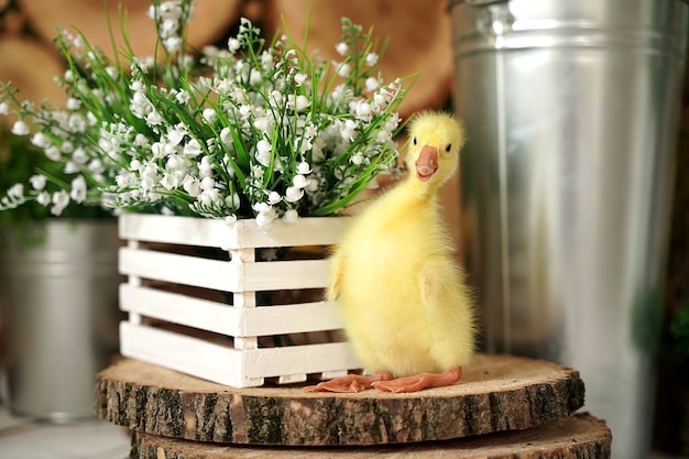 Patito divertido amarillo se sienta cerca de las flores.