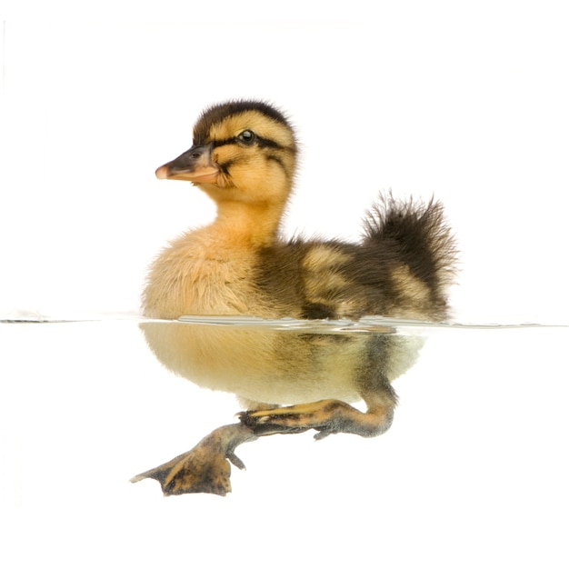 Patito flotando en el agua delante de un fondo blanco.