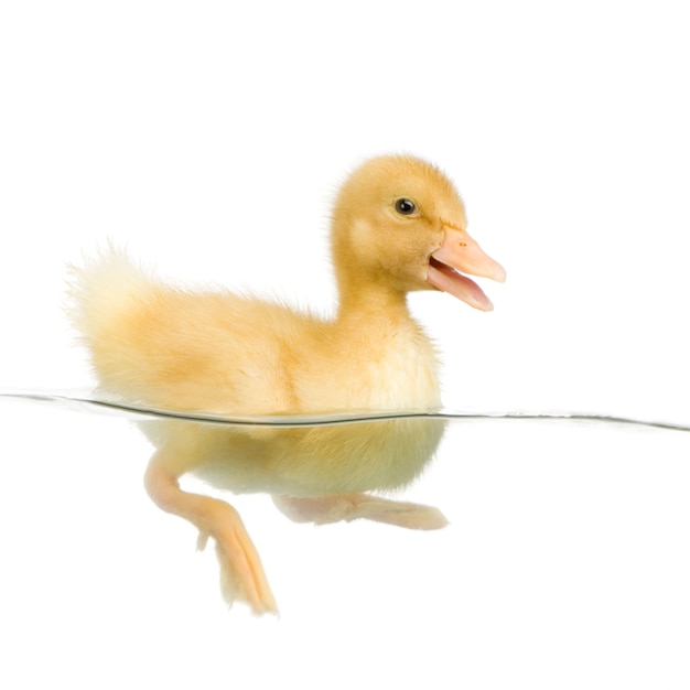 Patito flotando en el agua delante de un fondo blanco.