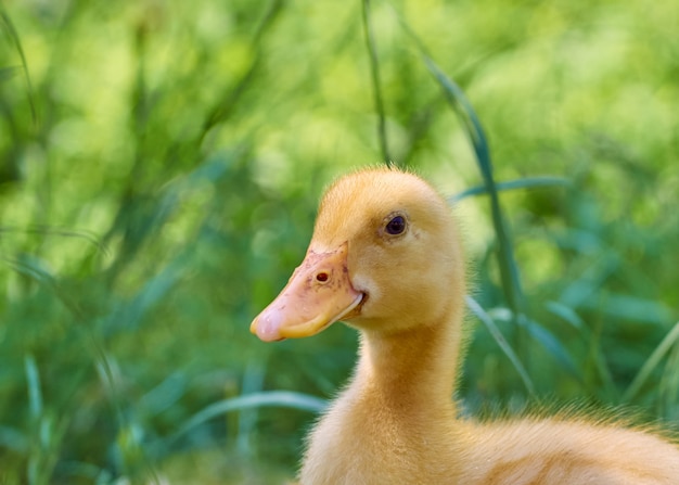 Patito joven lindo en la naturaleza.