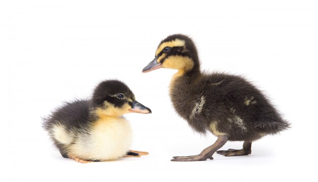 Patito mullido recién nacido lindo y su madre