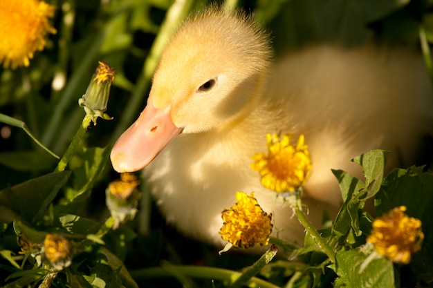 Patito pequeño