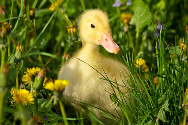 Patito pequeño