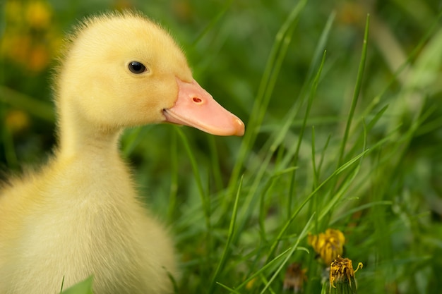 Patito pequeño