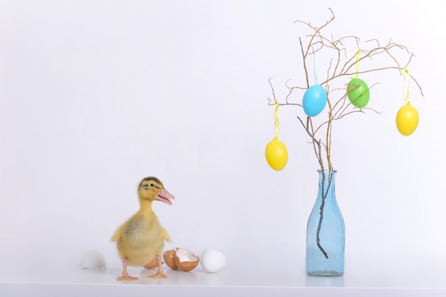 Foto patito recién nacido y cáscara de huevo y decoración de pascua