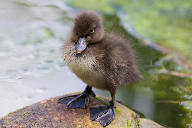 Patito sobre una piedra junto al río en verano.