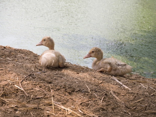 Patito sucio dos sentados en la arena