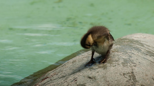 Patitos en el agua clara.